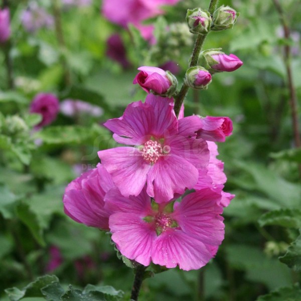 Lavatera × clementii (Лаватера Клемента)