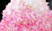 Pink & Rose