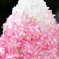 Pink & Rose