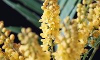 Magical® Winterfern