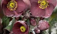 HGC® Ice N' Roses® Nightingale