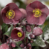HGC® Ice N' Roses® Nightingale