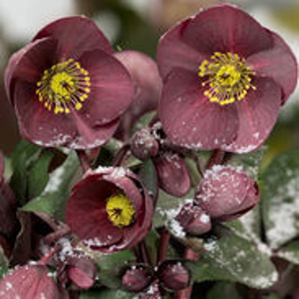 HGC® Ice N' Roses® Nightingale