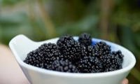 BonBonBerry Mojo Berry