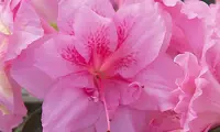 Autumn Carnation