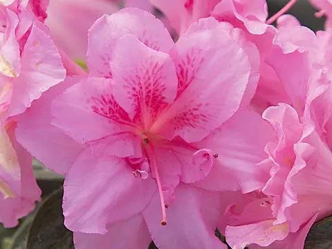 Autumn Carnation