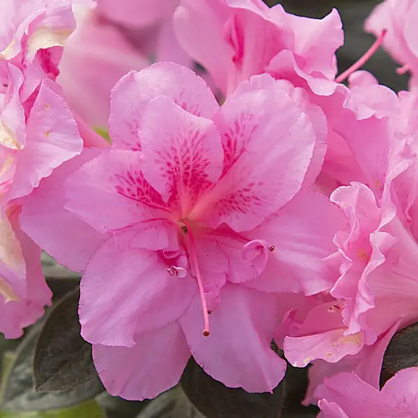 Autumn Carnation