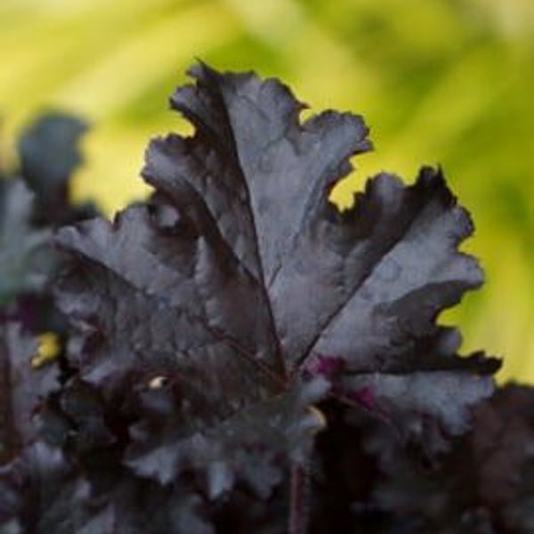 Heuchera × (Гейхера гібридна)