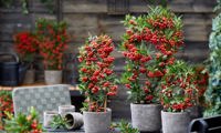 Red Star