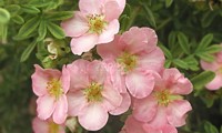 Lovely Pink®