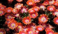 Jewel of Desert Sunstone