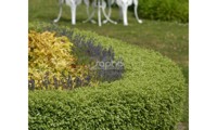 Golf Ball