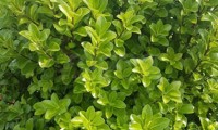 Irish Luck