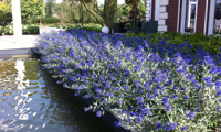 Blauer Spatz