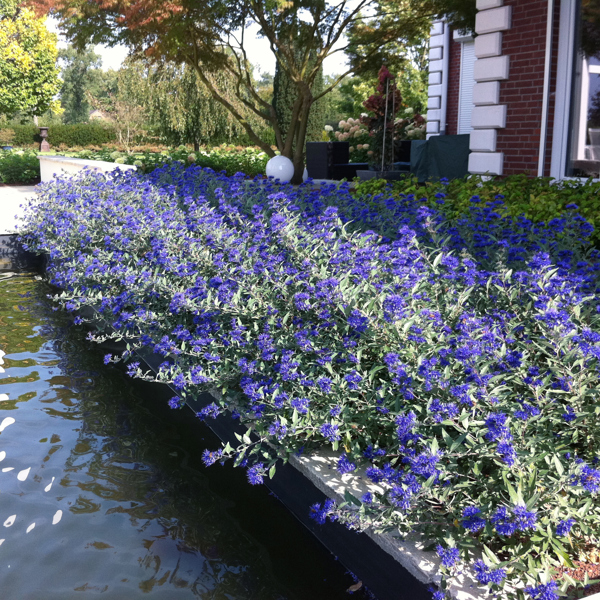 Blauer Spatz