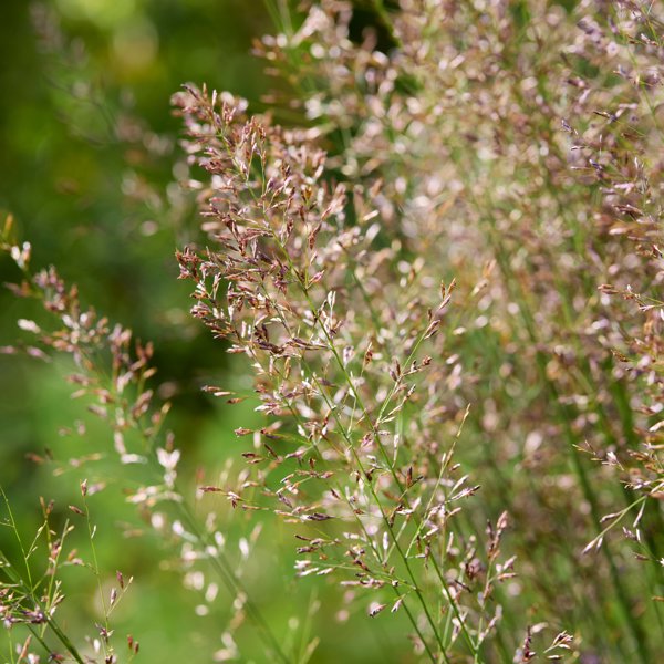 Molinia caerulea (Молінія голуба)