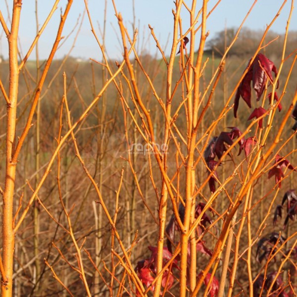 Liquidambar styraciflua (Ліквідамбар смолоносний)