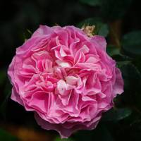 Tahiti Odore