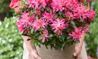 Pink Star