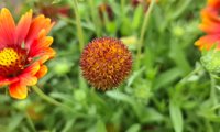 Sun Buddies Red