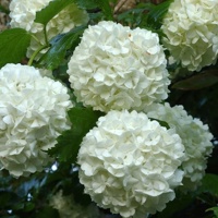 Roseum