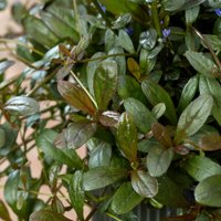 Feathered Friends 'Noble Nightingale'