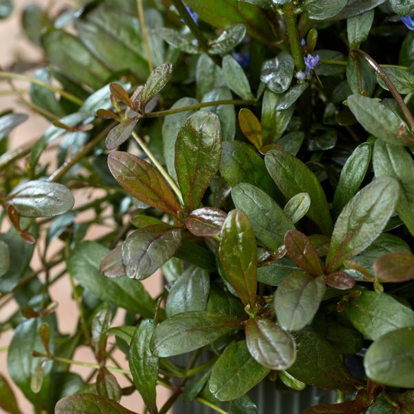 Feathered Friends 'Noble Nightingale'