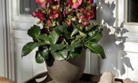 HGC® Ice N' Roses® Bennotta