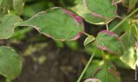 Pinky Spot