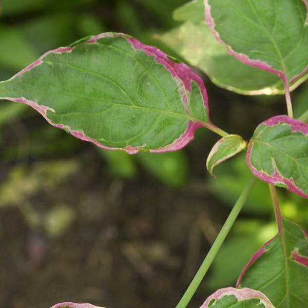 Pinky Spot