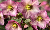 HGC® Ice N' Roses® Pink Promise