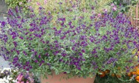 Violette de Loire®