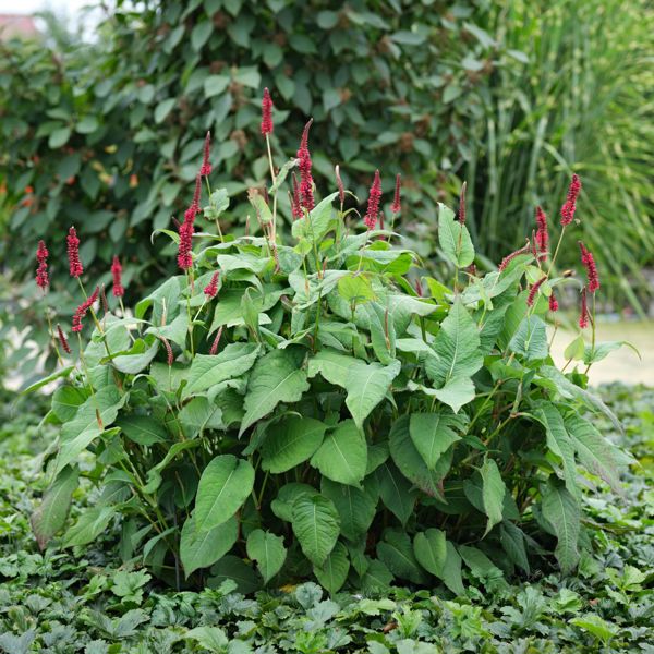 Persicaria amplexicaulis (Гірчак стеблообгортний)