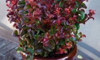 Twisting Red