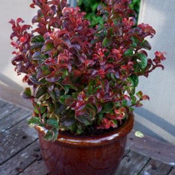 Twisting Red