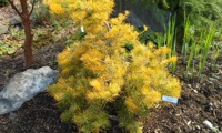 Wintergold
