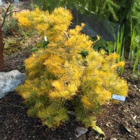 Wintergold