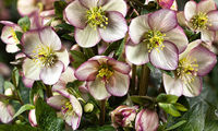 HGC® Ice N' Roses® Maddy Marble