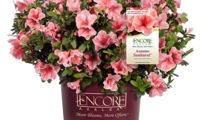 Encore Sunburst