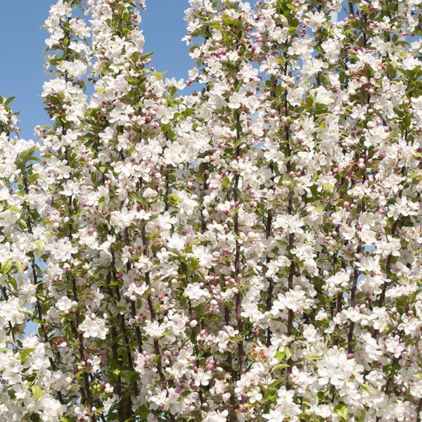 Malus × (Яблуня декоративна)