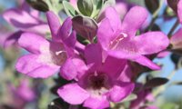 San Antonio Rose