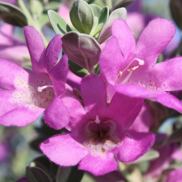 San Antonio Rose