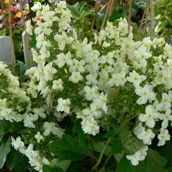 Hovaria® Quercifolia