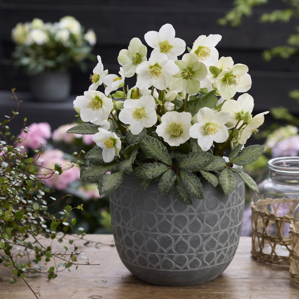 Hollowtop Mountain (The Rockies®)