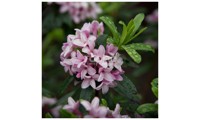 Pink Fragrance