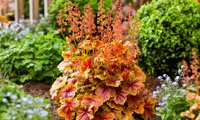 Eternal Flame