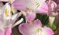 Blush Pink