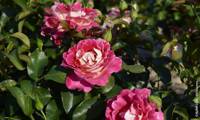 Pink Lady Ruffles ‘Interrufydalpink