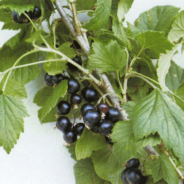 Silvergieters Schwarze