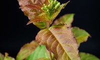 Magical® Firefly